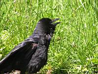 Corbeau noir (Photo F. Mrugala) (3)